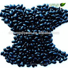 Spécifications de haricots noirs d&#39;exportation de qualité supérieure